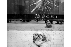 Gucci Dog