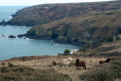 Wild ponies graze on National Trust land near Gurnard's Head, Cornwall, England. (Photograph by Kim Newton)