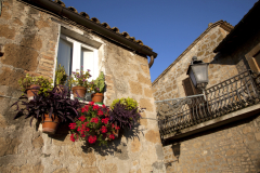 The late afternoon sun lights up flowers on a windowsill in the Mideval Quarter of the Umbrian town of Orvieto, Italy.