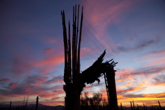 The internal ribs of a dead Saguaro cactus are silhouetted during sunset near Saguaro National Park in Tucson, Arizona.