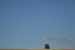 A loan tree forms the landscape from the Grand Union Canal in Leicester, United Kingdom