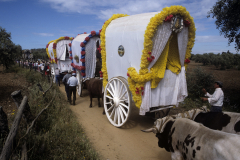 Romeria Del Rocio