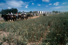 Romeria Del Rocio