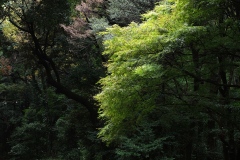 Newton_20231015_2274