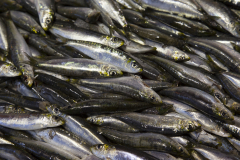 Sardines