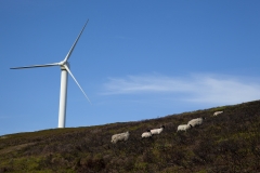 Sheep pass a windmill in the Lake District, United Kingdom.