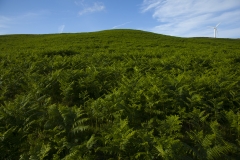 A lone windmill sits on top of a hill of Bracken in the Lake District, United Kingdom.