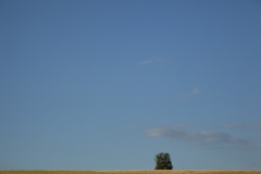 A loan tree forms the landscape from the Grand Union Canal in Leicester, United Kingdom