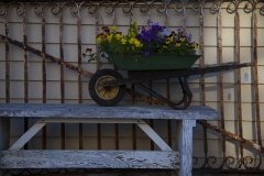Flowers in a miniture wheelbarrow for sale outside an antique store in Saint Genevieve, Missouri. The French Colonial town is a popular destination for tourists along the Mississippi River.