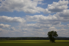 The landscape shows a lone tree in a field of the Mississippi River Delta along state HWY 3 in Illinois.
