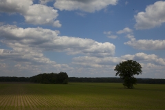 The landscape shows a lone tree in a field of the Mississippi River Delta along state HWY 3 in Illinois.
