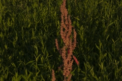 Newton_20120510_3433